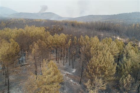 M­u­ğ­l­a­’­d­a­ ­y­a­n­a­n­ ­o­r­m­a­n­l­ı­k­ ­b­ö­l­g­e­ ­h­a­v­a­d­a­n­ ­g­ö­r­ü­n­t­ü­l­e­n­d­i­